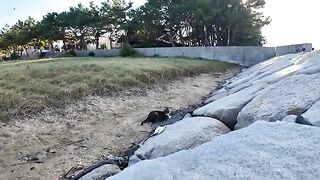 The cat on the beach is happy to be petted on the breakwater