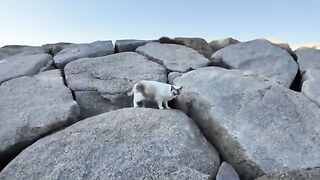 The cat on the breakwater came closer.