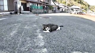 Two friendly cats were seen near the fishing port