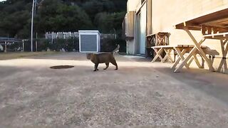 When I returned from Cat Island, a cat escorted me to the pier.