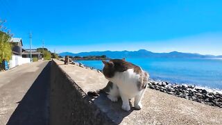 The cat stares intently at his distant rival