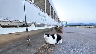 I stroked the cats standing at the ferry dock in the evening.