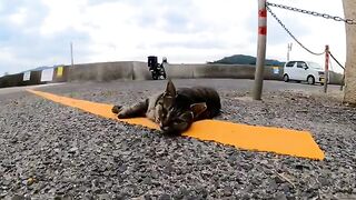 A cute cat lying on the parking lot near the temple rolls when you stroke it.