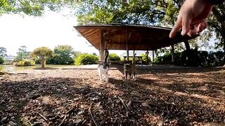 When I go to the gazebo in the park, cats gather around and it's fun.