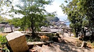 When I went to the shrine on the top of the mountain, a cat approached me from under the stairs.