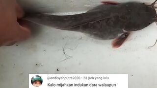 Kalau mijahkan indukan lele DARA apakah bisa berhasil❓Berapa persentase keberhasilannya❓