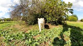 Cats that have come out of the grass are so cute: they roll around when you pet them.