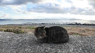 When I stroked a tabby cat on the breakwater, a calico cat that was far away also came to be stroked.