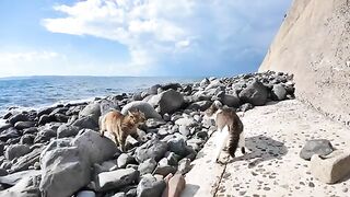 Cats on the beach are fighting