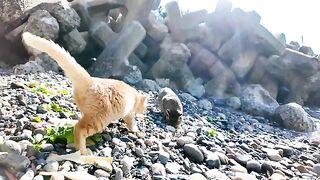 Island cats searching for food on the beach