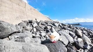 A cat that finds fish on the beach is immediately targeted.