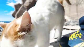 When you pet the cat on the beach, it rolls down and looks cute.