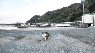 If you pet a cat at the fishing port, it will roll around and look cute.