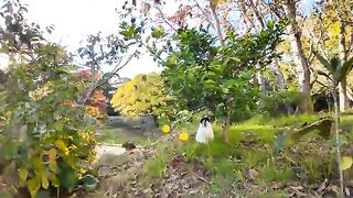 I was petting a pair of friendly cats resting on a hill in a park in the evening.