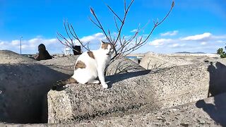 Breakwater cat slithering on a tree branch