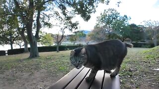 When I sat on a bench in the park in the evening, a cat jumped up next to me.