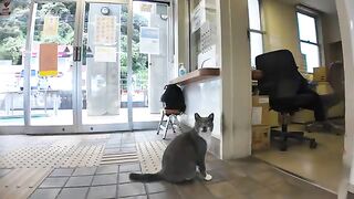 Ferry canceled every day, waiting room turned into a cat cafe