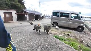 The cats that followed us from the mountain village to the port looked like .