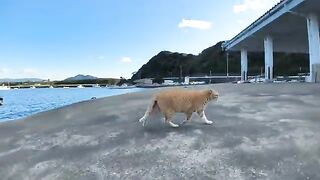 A cat who went to the port to meet a fishing boat returns to its home after distributing fish.