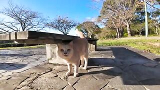 There was a cat under the park bench