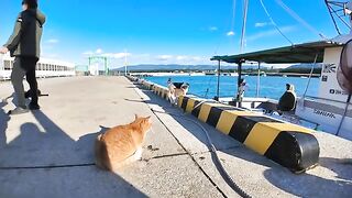 The fishing boat returned to the port, so all the cats came out to greet it.