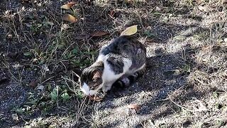 A cute street cat finds something on the ground and eats it.