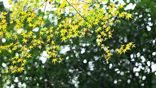 Yellow Leaves branch maple video hd