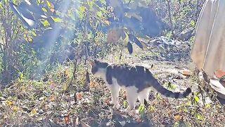 A male cat living on the street is caressing himself under a tree.