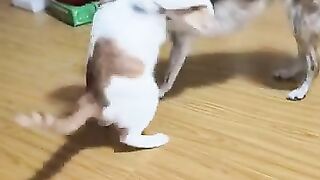 Cats&dogs fighting lol!!!! ????????