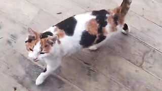 I gave chicken meat to a pregnant street cat.