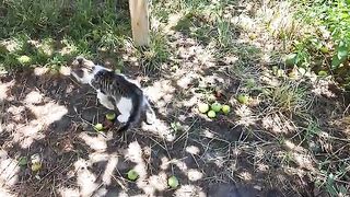 Cute kittens are playing. These kittens are very beautiful