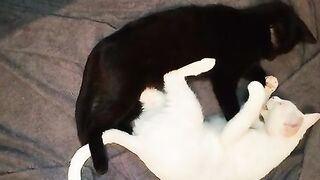 A white cat caresses a black cat . These cats are so cute.