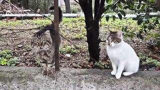 Hungry stray cats surround me and ask for food.