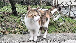 Poor street cats are very cold and hungry in cold weather