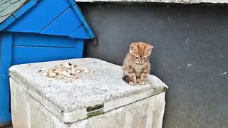 Very cute and incredibly beautiful orange kitten