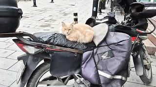 A cute ginger street cat with fluffy fur.