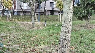 Incredibly cute tuxedo stray cat.