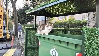 A beautiful stray cat hopes to find food in a garbage container