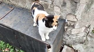 Very cute, kind and friendly hungry calico street cat.