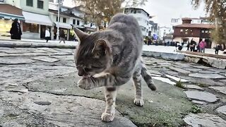 The gray cat is very determined about cleanliness and constantly licks itself.