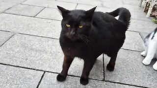 Psychopath Black cat bullies all cats around her by attacking them.