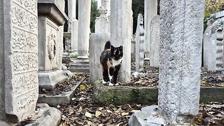 Street cat with magnificent colors.