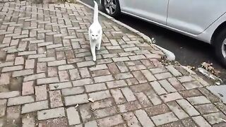 Angry White Cat that looks cute but Attacks and Bites when you touch it.