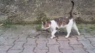 Dozens of Cute Street Cats.