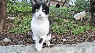 Tuxedo cat is so friendly you will admire her.