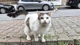 Street cats with fluffy fur and fascinating colors and patterns.