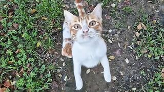 Incredibly cute and very curious little orange kittens.