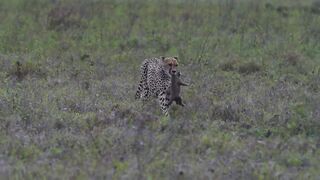 Cheetah