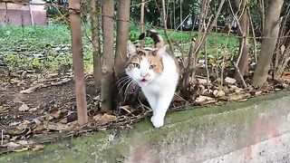 Hungry Calico cat meows loudly, asking for food.