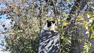 Poor tuxedo cat meows non-stop because he's so hungry.